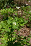 Tall thimbleweed